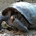 captive breeding tortoise intl