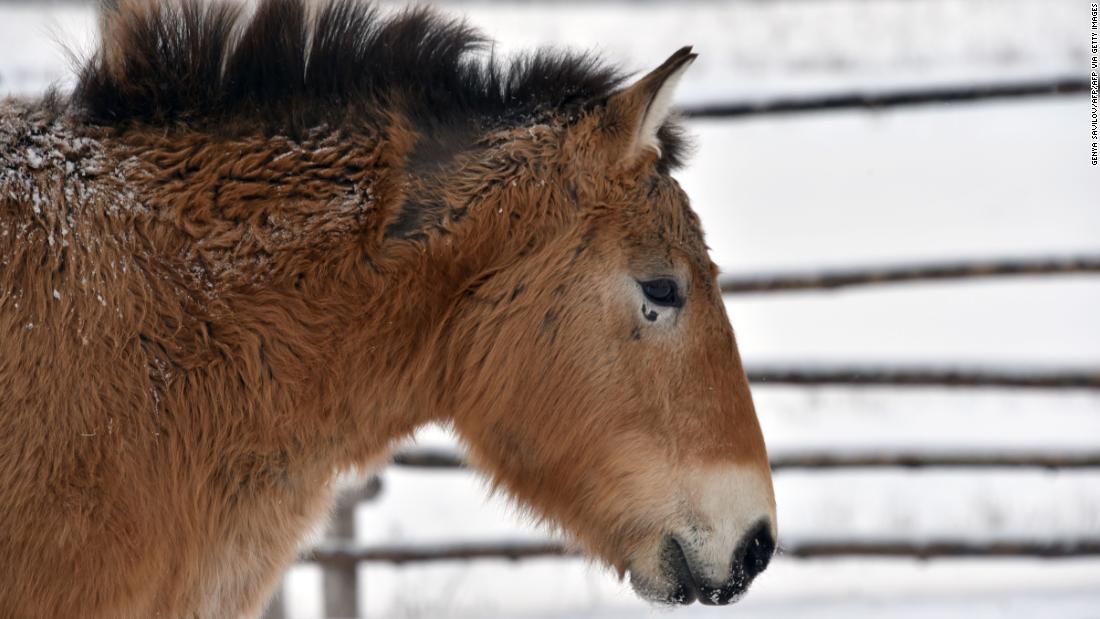 Back from the brink: How 'frozen zoos' could save dying species