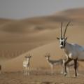 captive breeding arabian oryx intl 