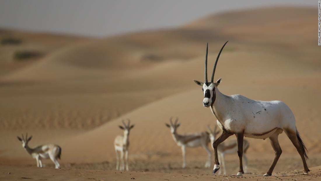 By the early 1970s, the Arabian oryx was hunted to extinction in the wild. There are now over 1,000 living in the wild.