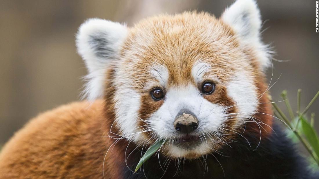 There Are Two Species Of Red Panda Not Just One CNN