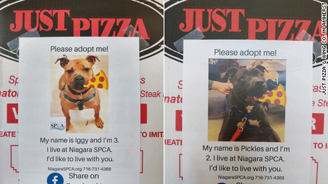 A New York Pizza Shop Is Putting Photos Of Dogs On Pizza Boxes To Help Them Find Homes Cnn - dog cafe roblox