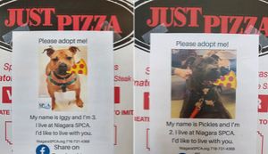 A New York Pizza Shop Is Putting Photos Of Dogs On Pizza Boxes To