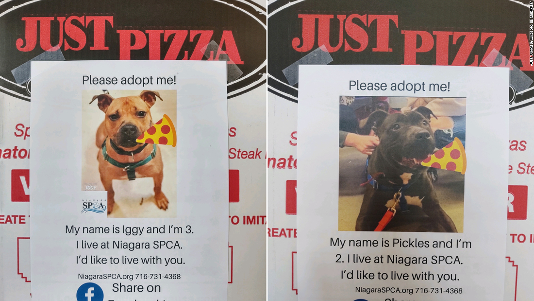 A New York Pizza Shop Is Putting Photos Of Dogs On Pizza Boxes To Help Them Find Homes Cnn - roblox pet fashion show