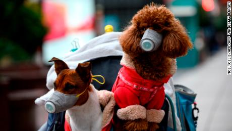 Dogs wearing masks are seen in a stroller in Shanghai on February 19, 2020. 