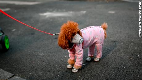 A dog wears a mask over its mouth on a street in Beijing on February 13, 2020. 