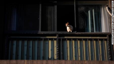 A cat lies on the windowsill on February 16, 2020 in Wuhan, Hubei province, China. 