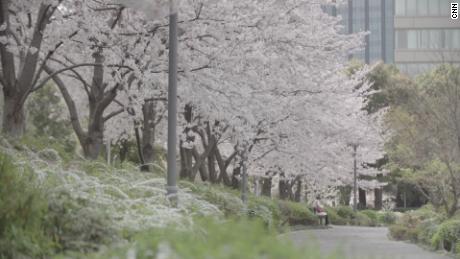 Japan cancels cherry blossom festivals over virus fears