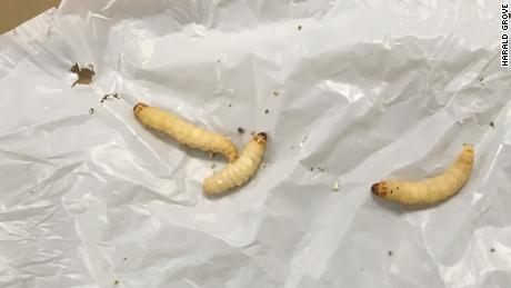 These plastic-chomping caterpillars can help fight pollution