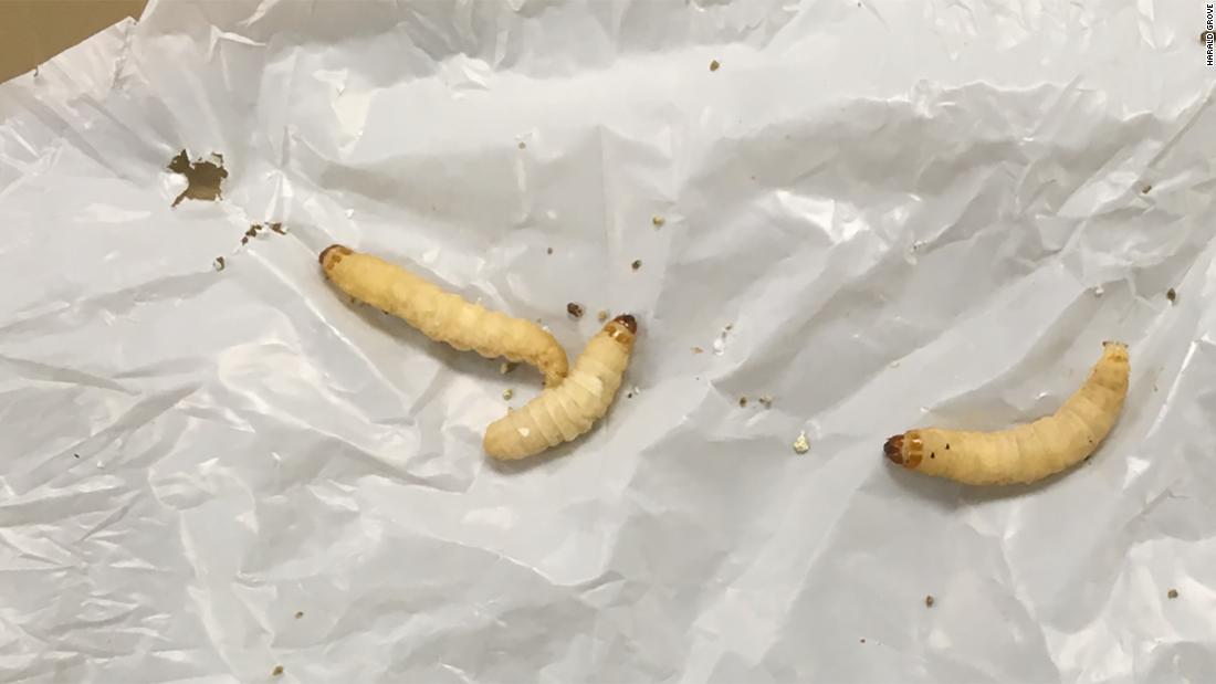 These plastic-chomping caterpillars can help fight pollution - CNN thumbnail