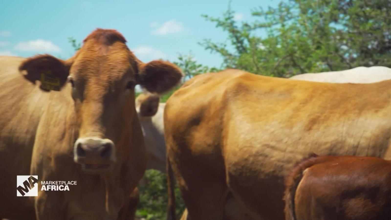 Namibia Is The First Country In Africa To Export Beef To The United