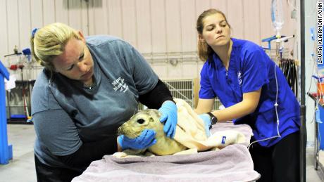Doughty&#39;s group provides care for critically ill and injured seals.