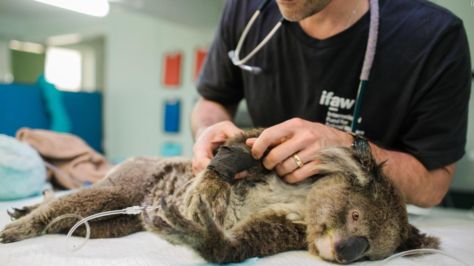 The Koala Population Faces An Immediate Threat Of Extinction After The Australia Bushfires New