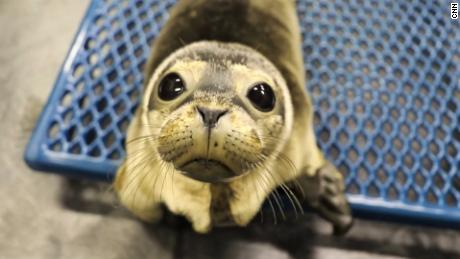 When Maine's seals are in trouble, she gets the call