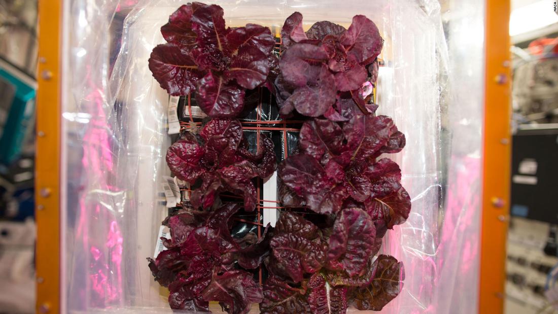 Space-grown lettuce is safe to eat, says study. Delicious, say astronauts 2
