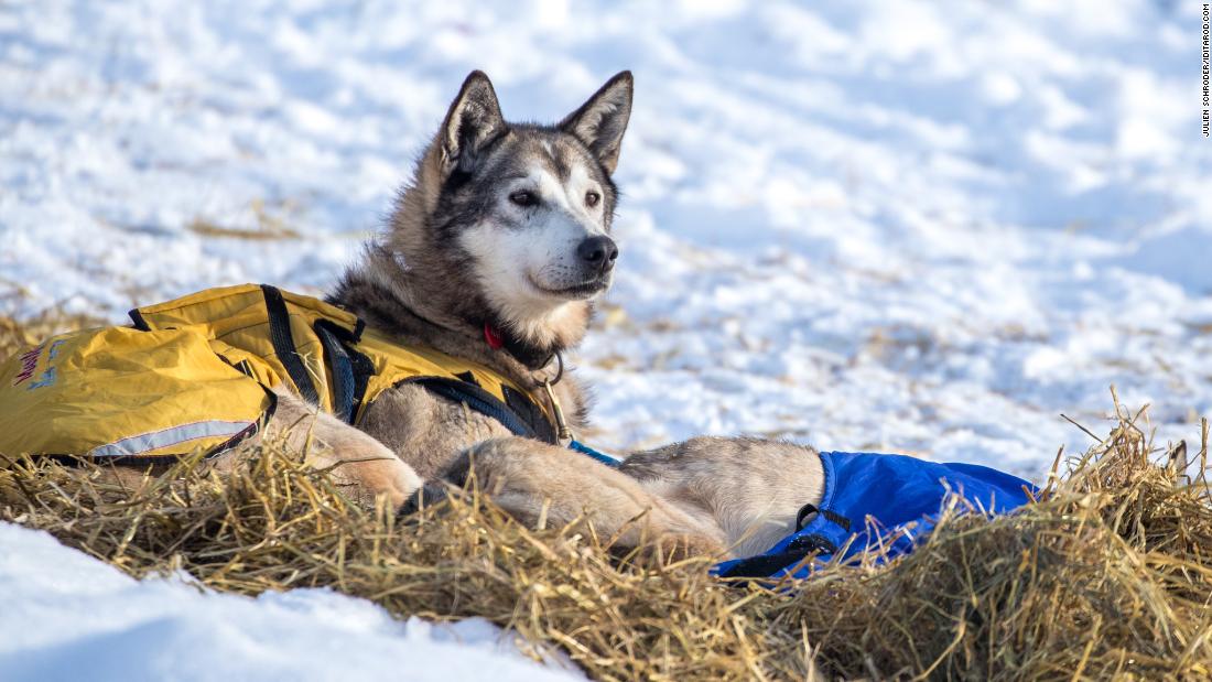&lt;strong&gt;An Alaskan tradition&lt;/strong&gt;: The Iditarod has been an annual sporting event since 1973, bringing hundreds of spectators and mushers (competitors) from across the world. 
