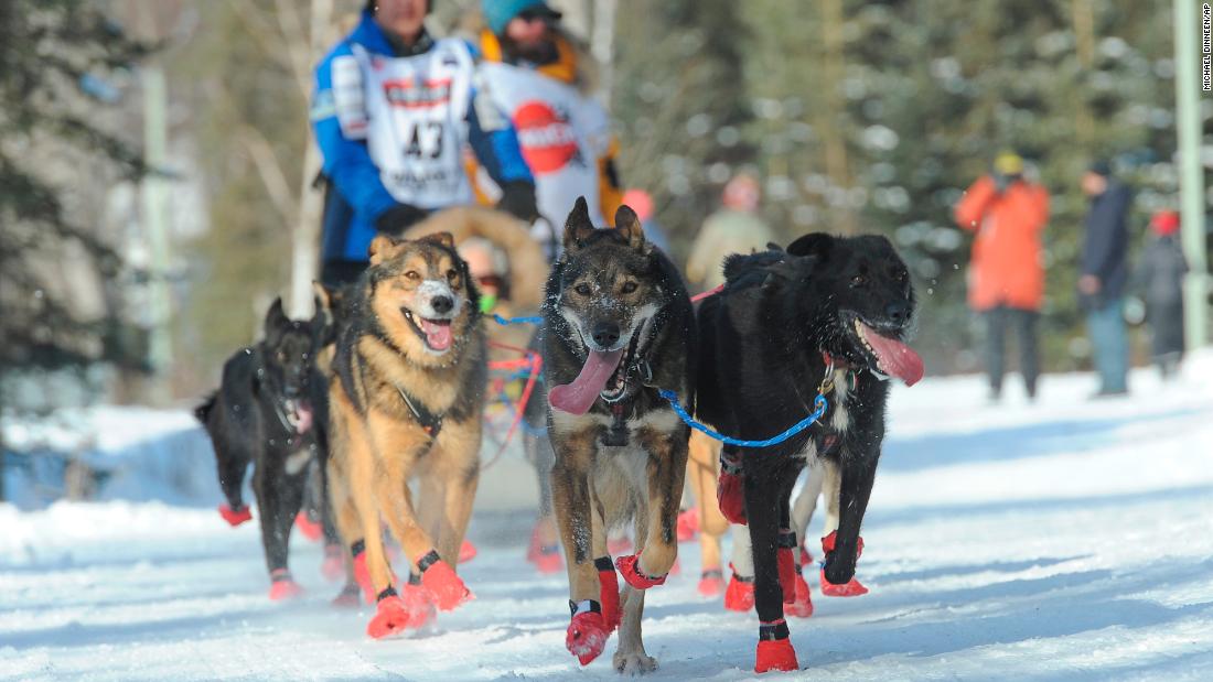 &lt;strong&gt;Teams of dogs: &lt;/strong&gt;There are 12 to 16 dogs on each team. At least five dogs must be in harness pulling the sled at the finish line. 