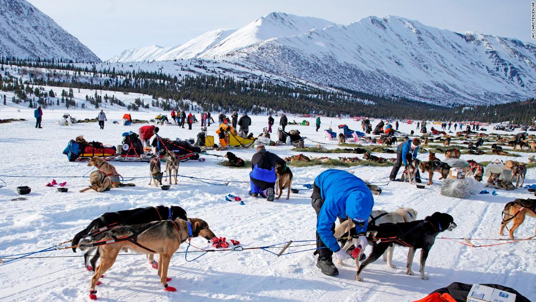 &lt;strong&gt;Health check:&lt;/strong&gt; Veterinarians check over dogs at the Puntilla Lake checkpoint during the 2019 race.
