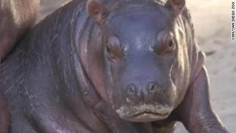 San Diego Zoo Names New 100 Pound Baby Hippo Cnn Video