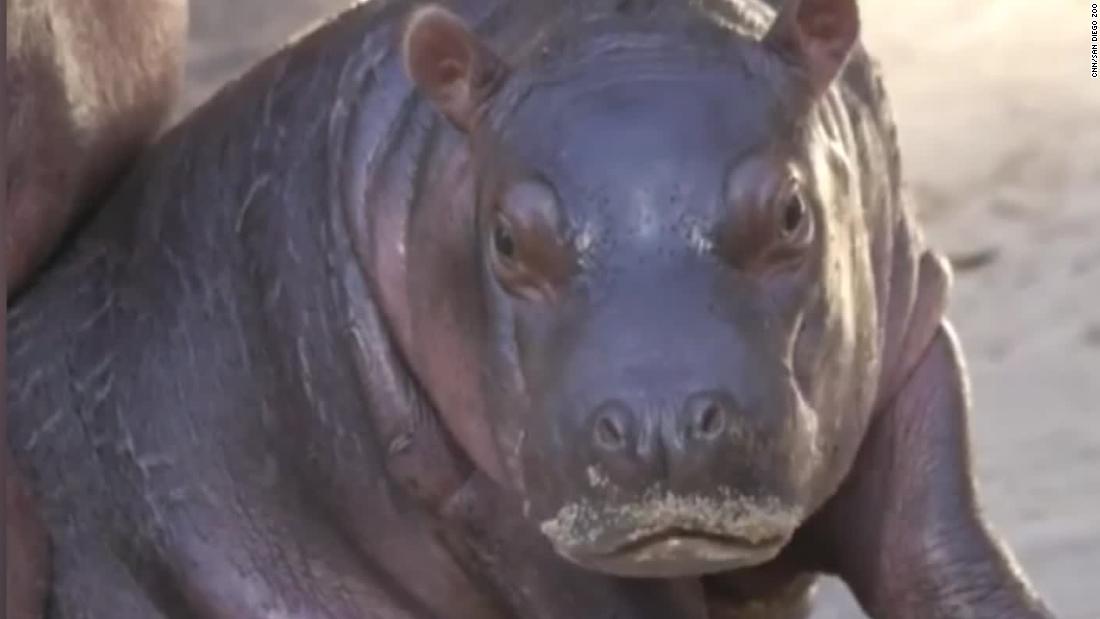 San Diego Zoo Names New 100 Pound Baby Hippo Cnn Video