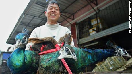 A vendor sells three peacocks at a wildlife animals market in Guangzhou, January 2004.