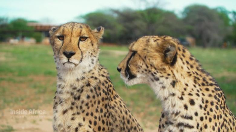 A Lab In A Remote Namibian City Is Saving The Cheetah From Extinction Cnn