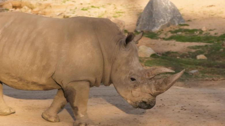 Northern white rhinos embryos _00000000