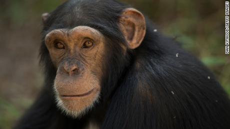 JT nori apsaugoti šias šimpanzes & # 39;  unikali kultūra