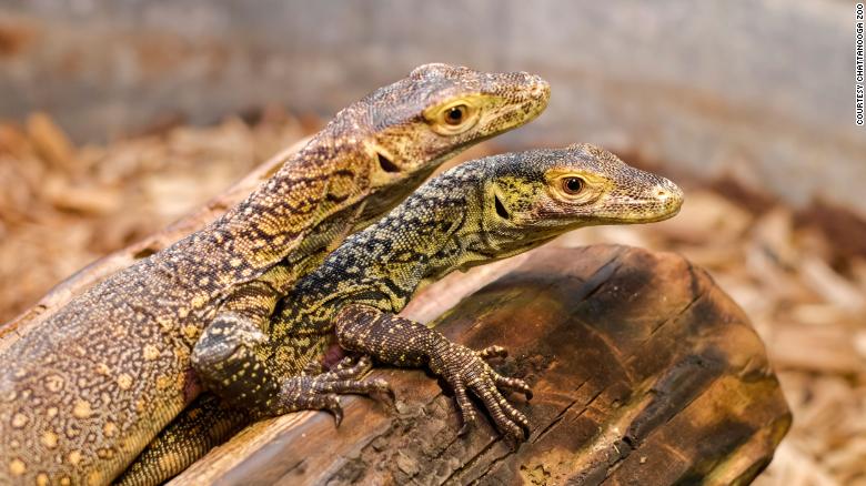 A Komodo Dragon With No Male Partner Gave Birth To Three Hatchlings Cnn