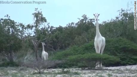 Rare white giraffes killed by poachers at Kenyan wildlife sanctuary