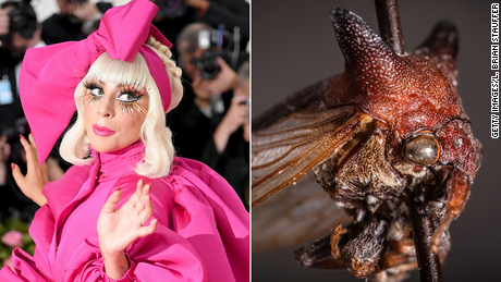 The resemblance is uncanny, though Kaikaia gaga&#39;s aesthetic may hew more closely to Lady Gaga&#39;s punkish &quot;Born This Way&quot; era. 