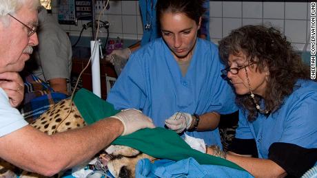 Dr Laurie Marker and her colleagues, Dr. Stephen J. O'Brien and Dr. Anne Schmidt-Kuentzel, taking biological samples from Chewbaaka the cheetah that were later used to map the cheetah genome. 