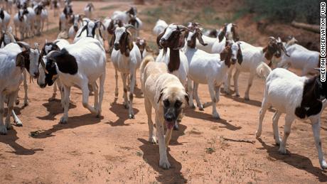 Livestock Guarding Dog protecting its herd from wild cheetahs in Namibia. 