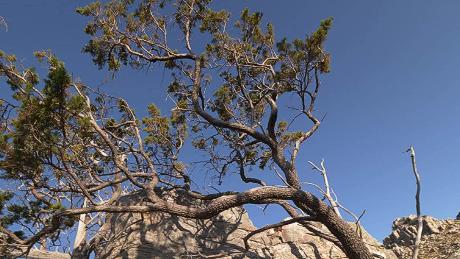 The Clanwilliam cedar.