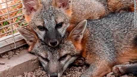 Millions of wild animals are killed or injured unintentionally each year in the US. Here&#39;s how you can help 