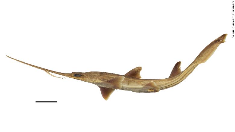 I Sawsharks possono raggiungere fino a circa 1,5 metri di lunghezza e hanno un muso lungo bordato con denti aguzzi.
