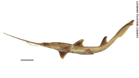 Sawsharks can reach up to about 1.5 metres in length and have a long snout edged with sharp teeth.