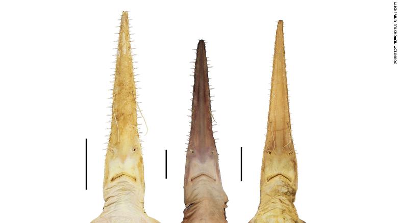 The new species of sawshark have distinctive snouts filled with teeth. 