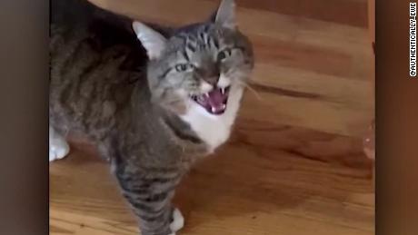 Cat Is Not Pleased Owners Are Home Quarantined Because Of Coronavirus Cnn Video - pin by brookie on my hard work d roblox memes funny memes grumpy cat humor