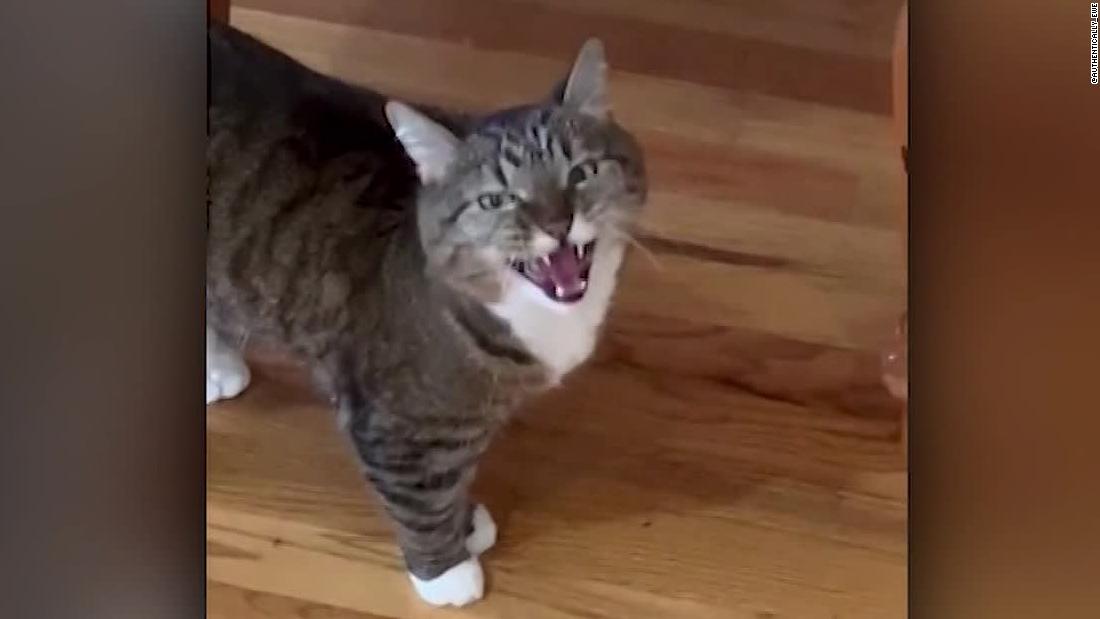 Cats meowing very loudly ( Very Angry Cats ) 