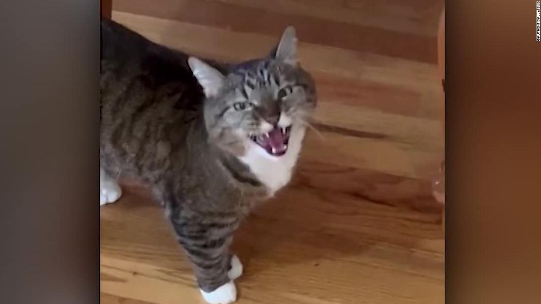 Angry Cat Glaring at Owner's House Guest Has Internet in Hysterics