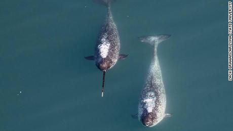 We finally know why narwals have tusks (Hint: It has to do with sex)