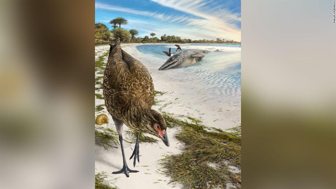 This is an artist&#39;s illustration of the world&#39;s oldest modern bird, Asteriornis maastrichtensis, in its original environment. Parts of Belgium were covered by a shallow sea, and conditions were similar to modern tropical beaches like The Bahamas 66.7 million years ago. 