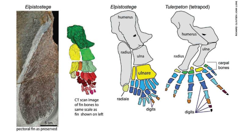 The researchers analyzed the fin to determine its skeletal structure.