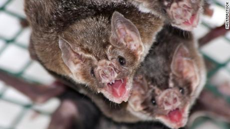 How vampire bats make friends before sharing meals of blood