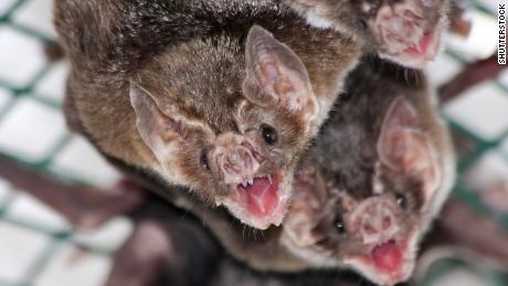 Common vampire bat (Desmodus rotundus) in a zoo
