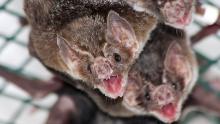Common vampire bat (Desmodus rotundus) in a zoo