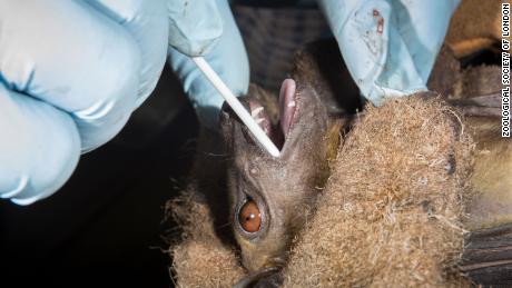 Don't blame bats for coronavirus pandemic, blame humans