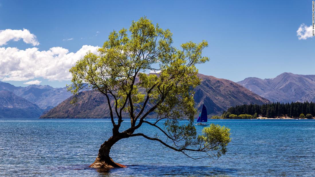 'That Wanaka Tree,' New Zealand's most famous tree ...