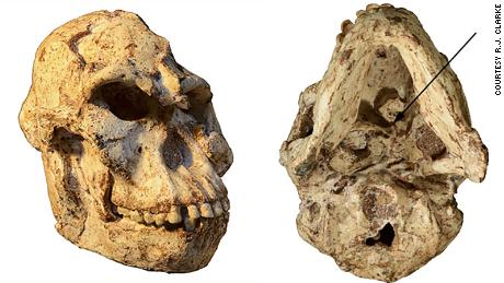 ancient human ancestor "Little Foot"  probably lived in trees, new research findings